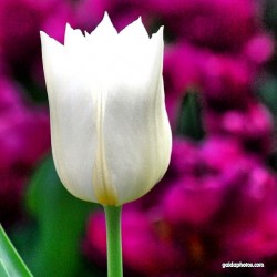 Tulpe, weiß