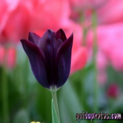 Tulpe, schwarz, Blüte