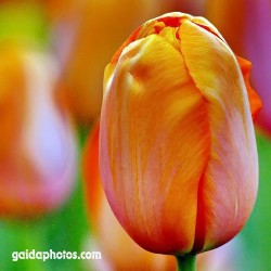 Tulpe, orange, Blüte