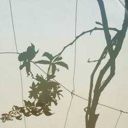 Blatt, Blätter, Schattenbild