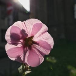 Blüte im Gegenlicht, rosa