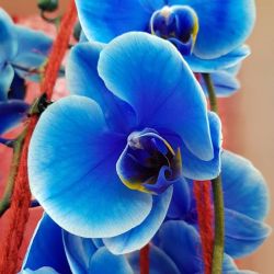 Orchidee, blau