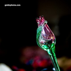 Tulpe, Glas