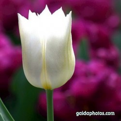 Tulpe, weiß, Gegenlicht
