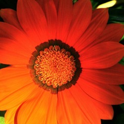 Blüte rot-orange