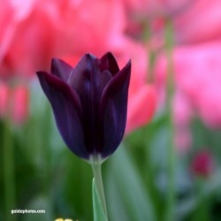 Tulpe, schwarze
