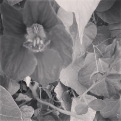 Blüte schwarz-weiß