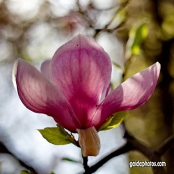 Magnolie, Blüte, rosa