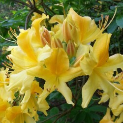 Rhododendron, gelb