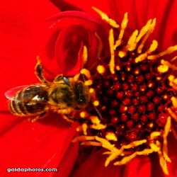 Biene und Blüte, rot