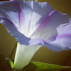 Blüte lila-weiss