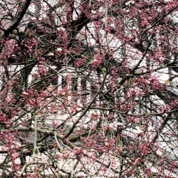 Kirschblüte, Frühling, Köln-Rodenkirchen
