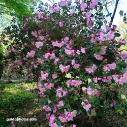 Forstbotanischer Garten, Rhododendron