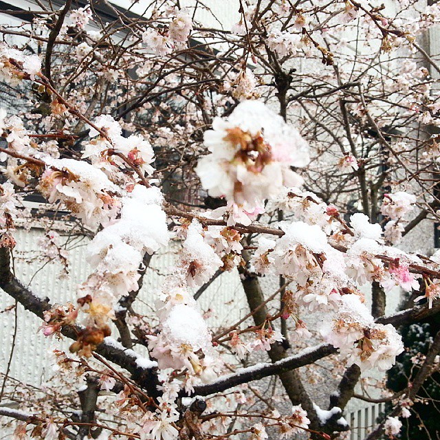 Blüten im Schnee