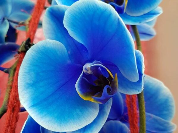 blaue Orchidee