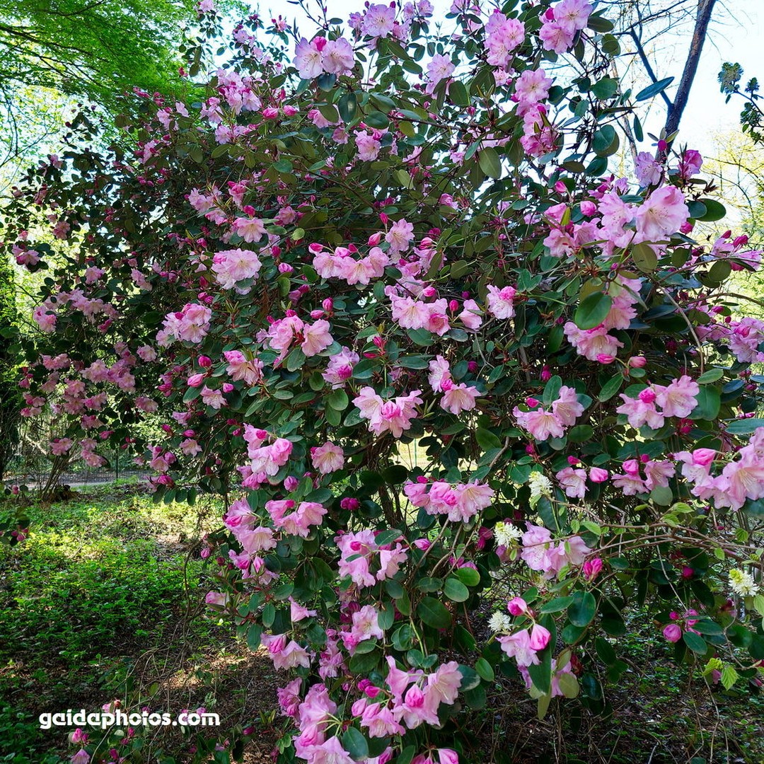 Forstbotanischer Garten Rhododendron