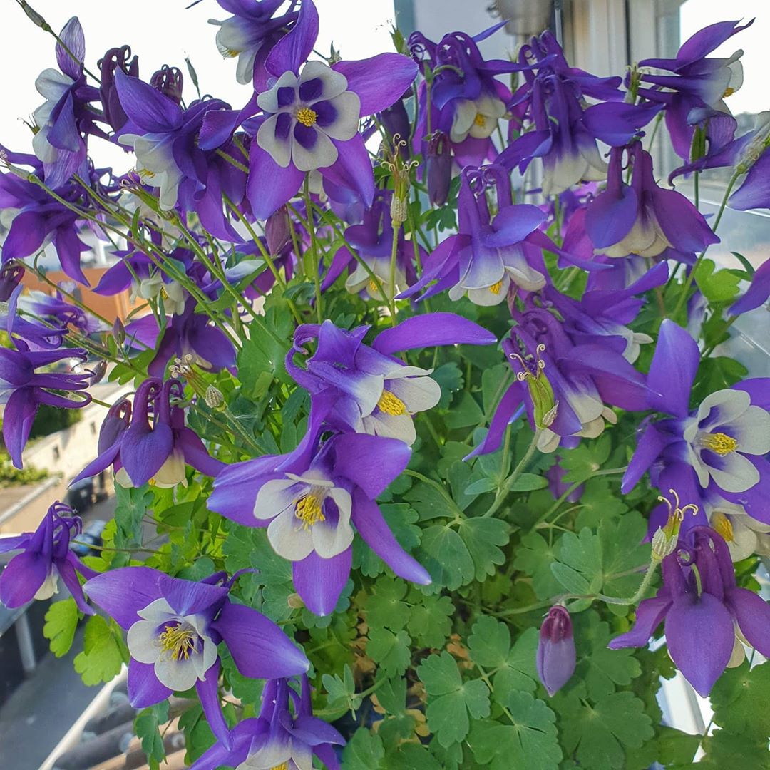 blaue Blüten vor dem Fenster